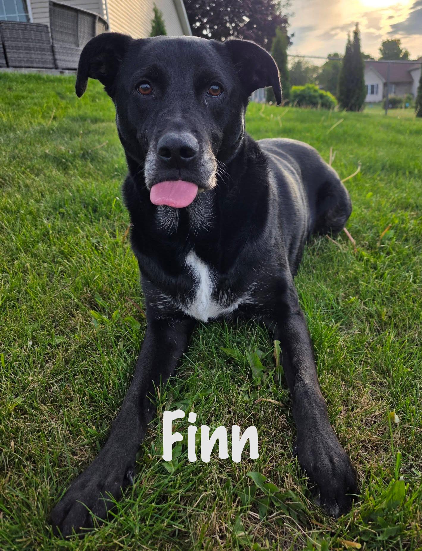 Finn, Adoptable, Adult Male Black Labrador Retriever.