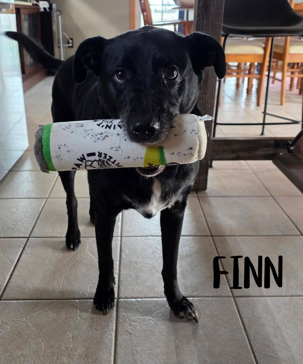Finn, ADOPTABLE, Adult Male Black Labrador Retriever.