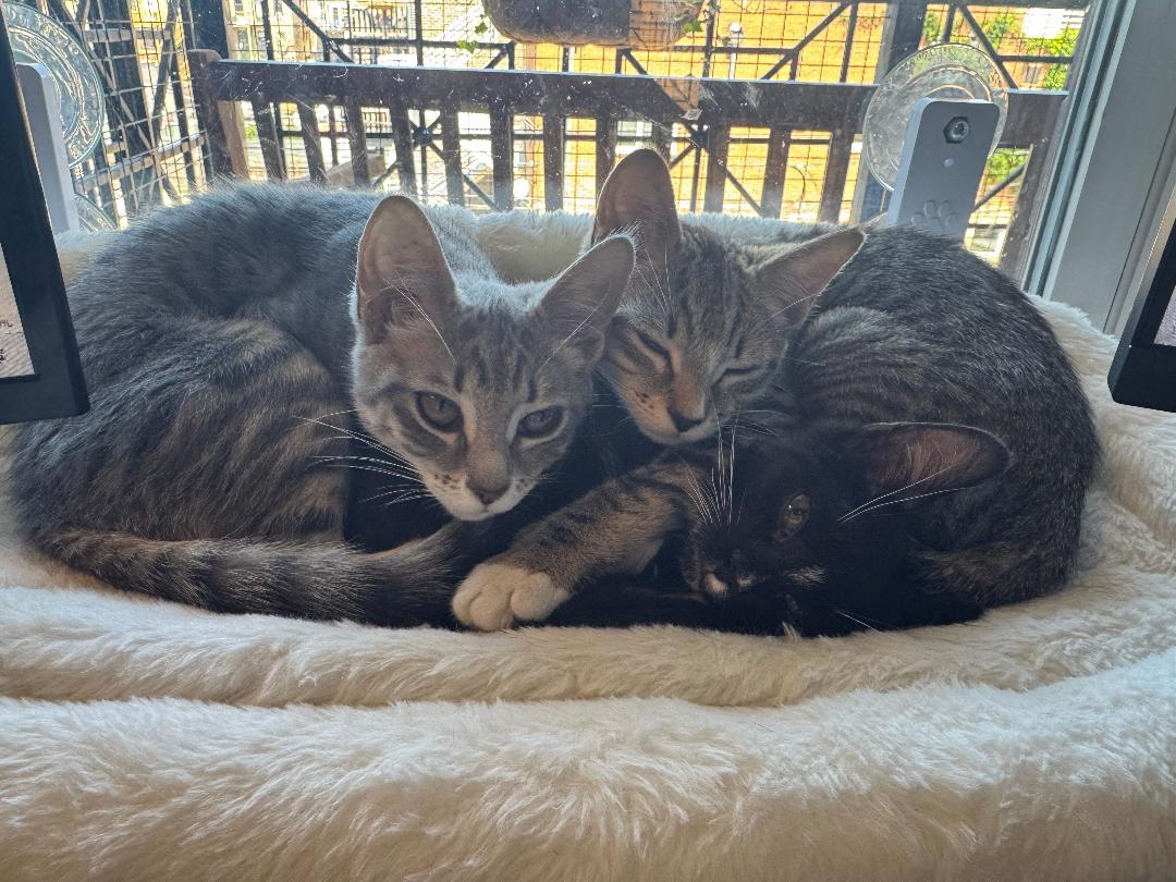 OLIVE, a ADOPTABLE Domestic Short Hair in Chicago, IL image 4/4