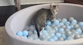 OLIVE, a ADOPTABLE Domestic Short Hair in Chicago, IL image 2/4