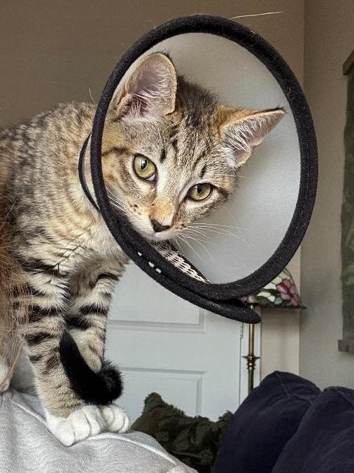 OLIVE, a ADOPTABLE Domestic Short Hair in Chicago, IL image 3/4
