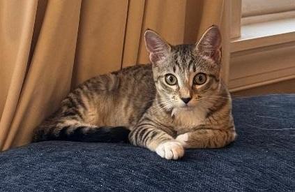 OLIVE, ADOPTABLE, Young Female Domestic Short Hair.