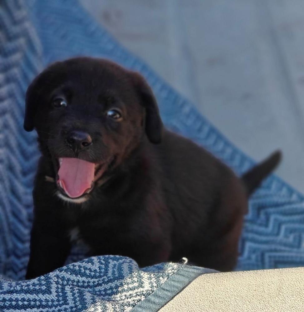 DeLaRoser / Bohemia, a Adopted mixed breed in Broomfield, CO image 2/5