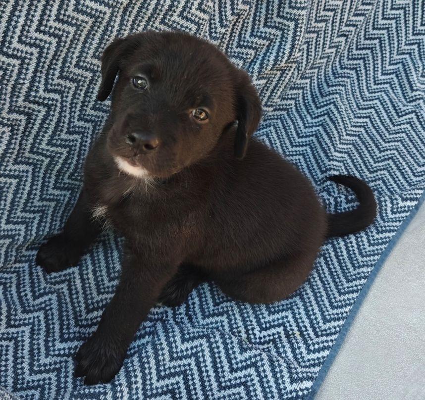 DeLaRoser / Bohemia, a Adopted mixed breed in Broomfield, CO image 3/5