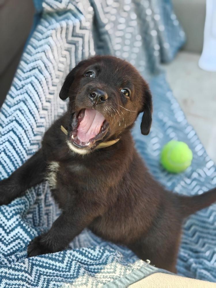 DeLaRoser / Bohemia, a Adopted mixed breed in Broomfield, CO image 4/5