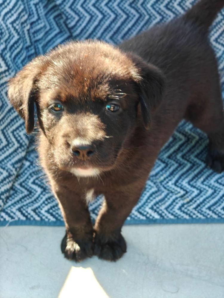 DeLaRoser / Bohemia, a Adopted mixed breed in Broomfield, CO image 5/5
