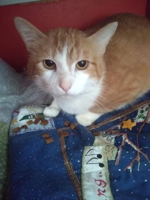 Bob, Adoptable, Senior Male Domestic Short Hair.