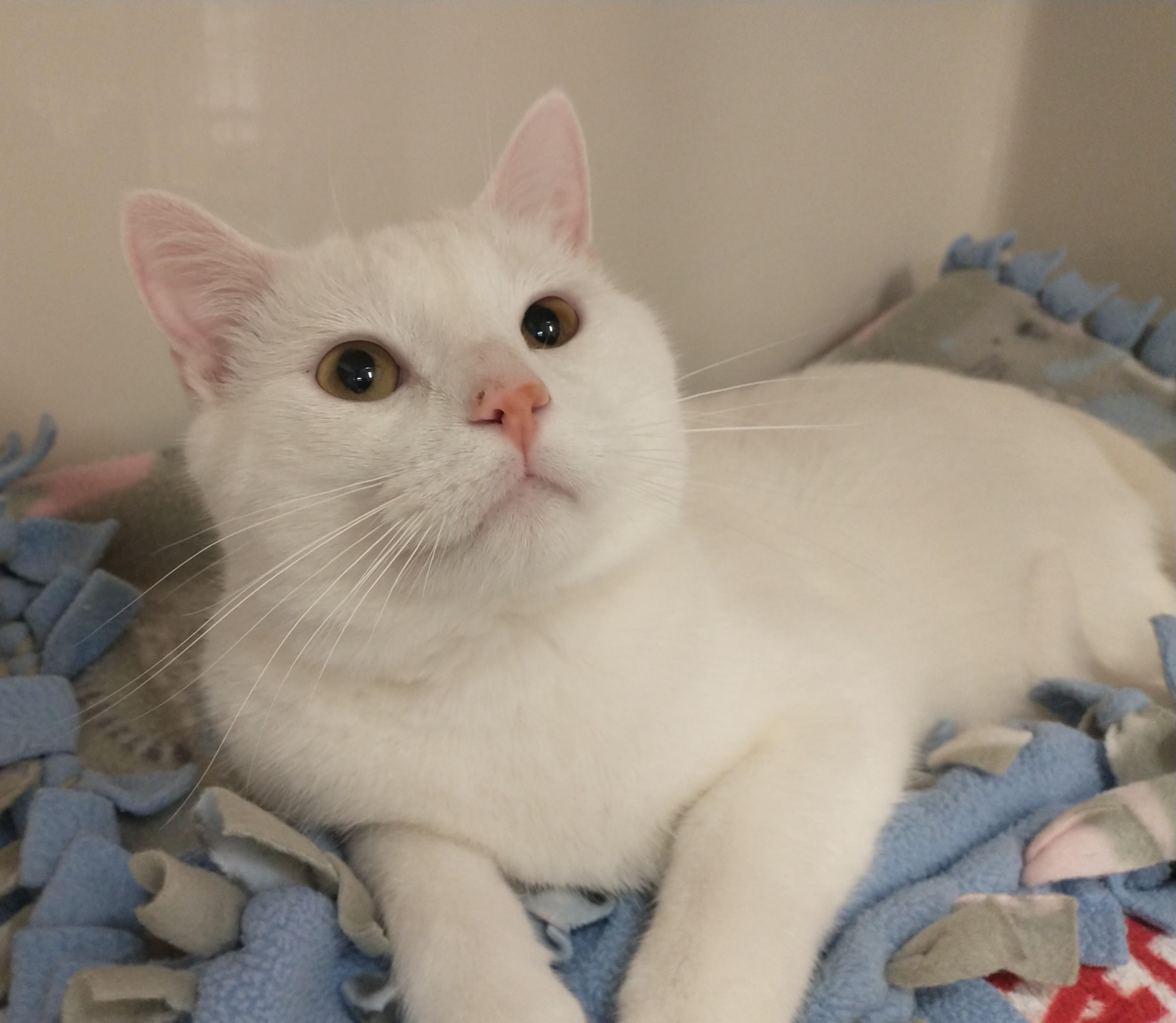 Nala, adopted, Young Male Domestic Short Hair.