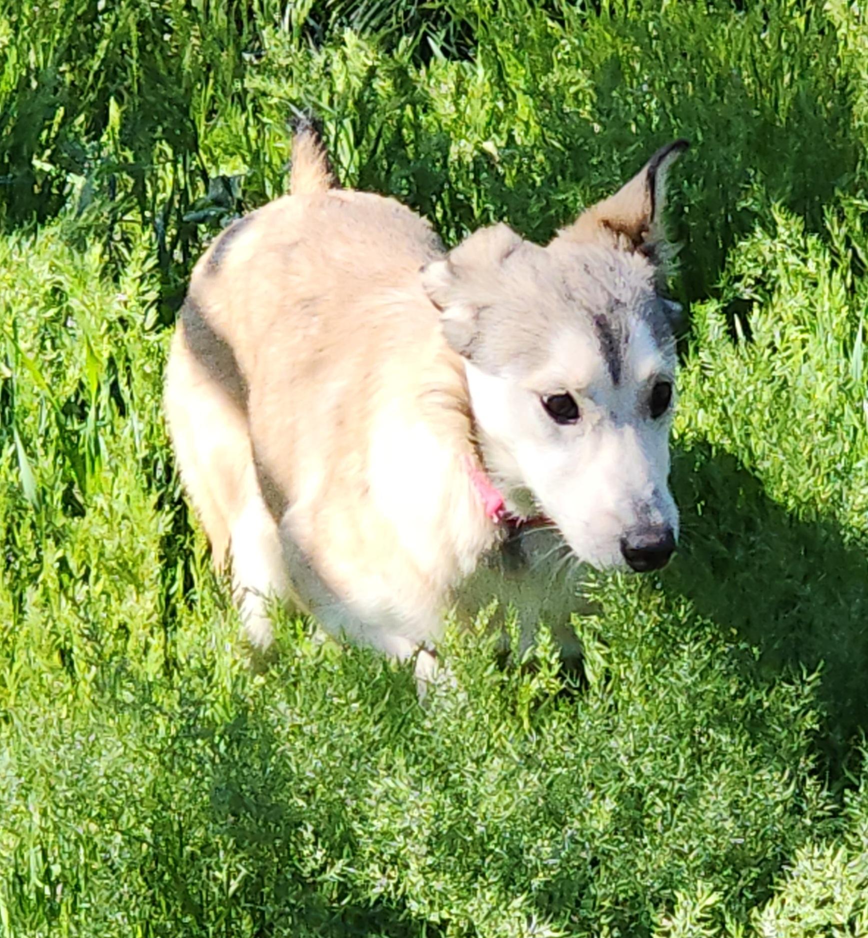 Timber , ADOPTABLE, Young Female Husky.