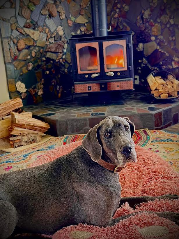 Gronk, Adoptable, Senior Male Great Dane.