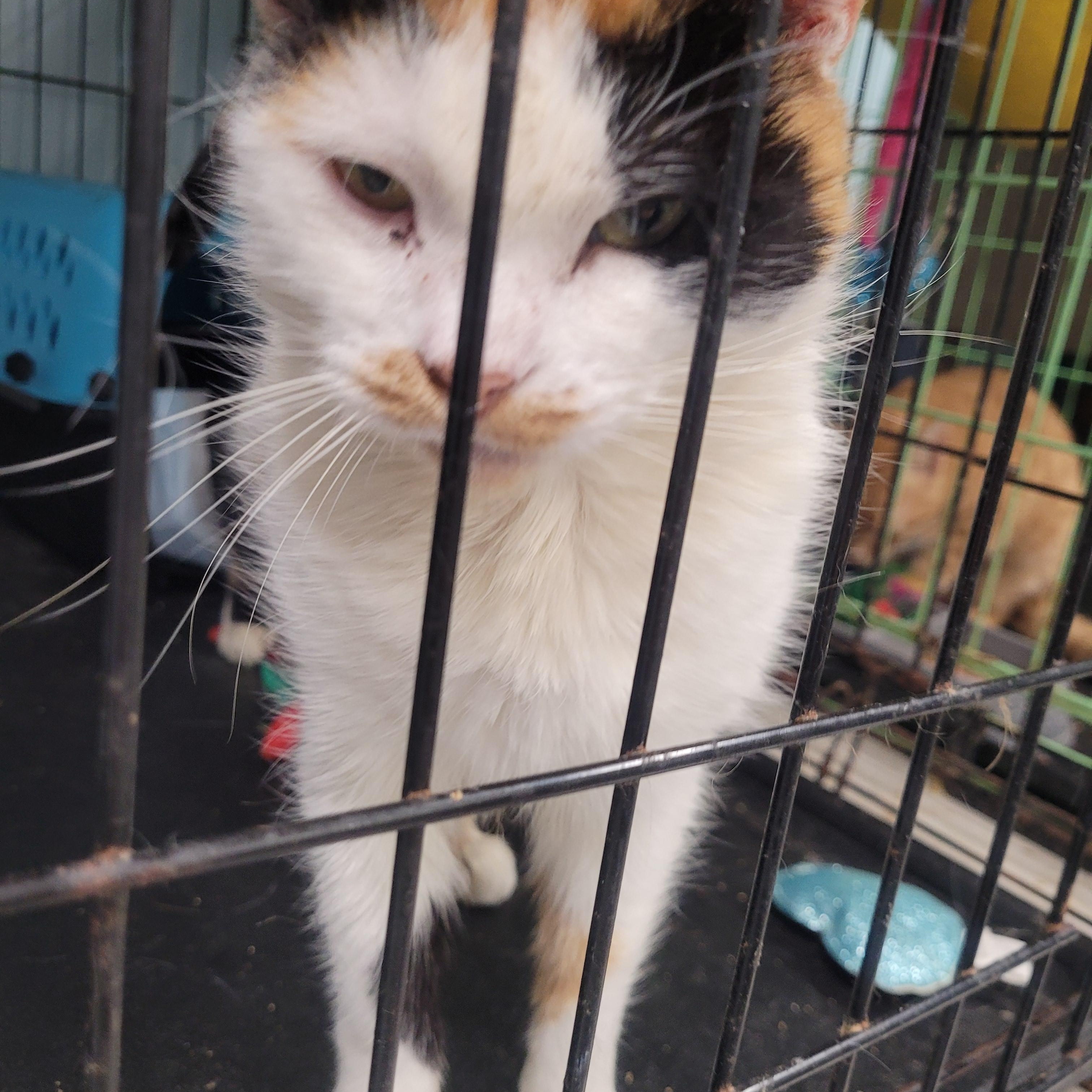 Enlarge Lorelai, a Adoptable Domestic Short Hair in Norfolk, VA image 4/6