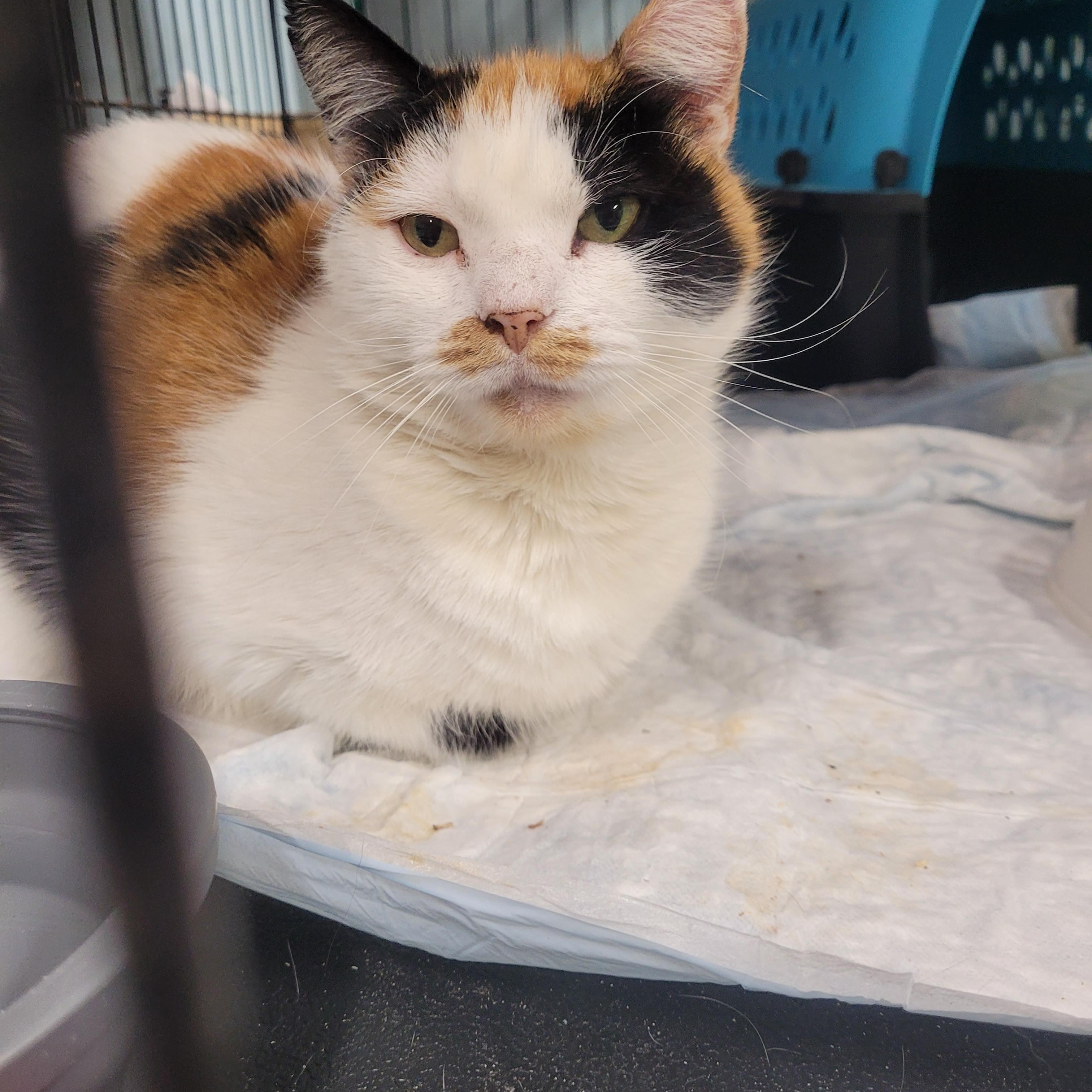 Enlarge Lorelai, a Adoptable Domestic Short Hair in Norfolk, VA image 1/6