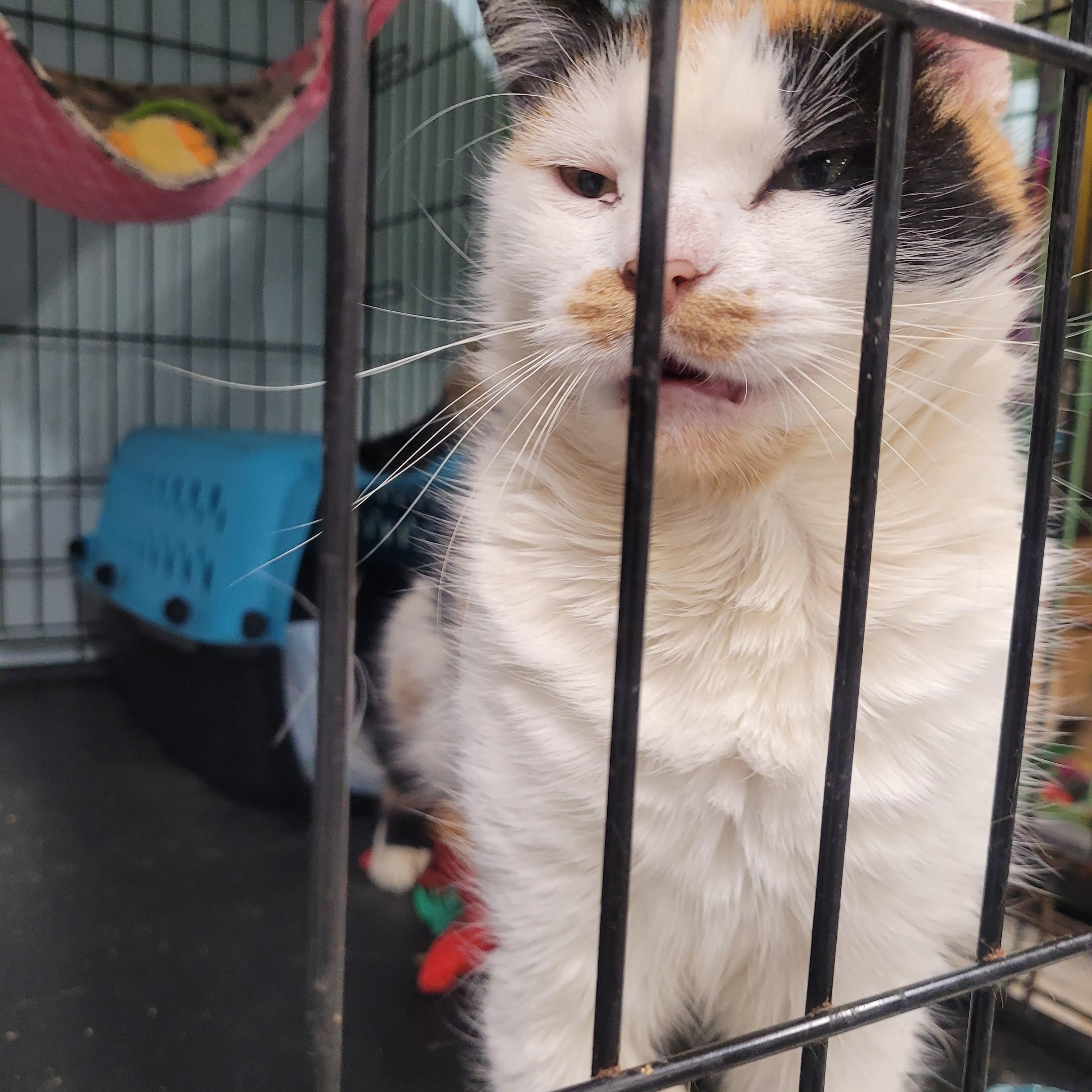 Enlarge Lorelai, a Adoptable Domestic Short Hair in Norfolk, VA image 5/6