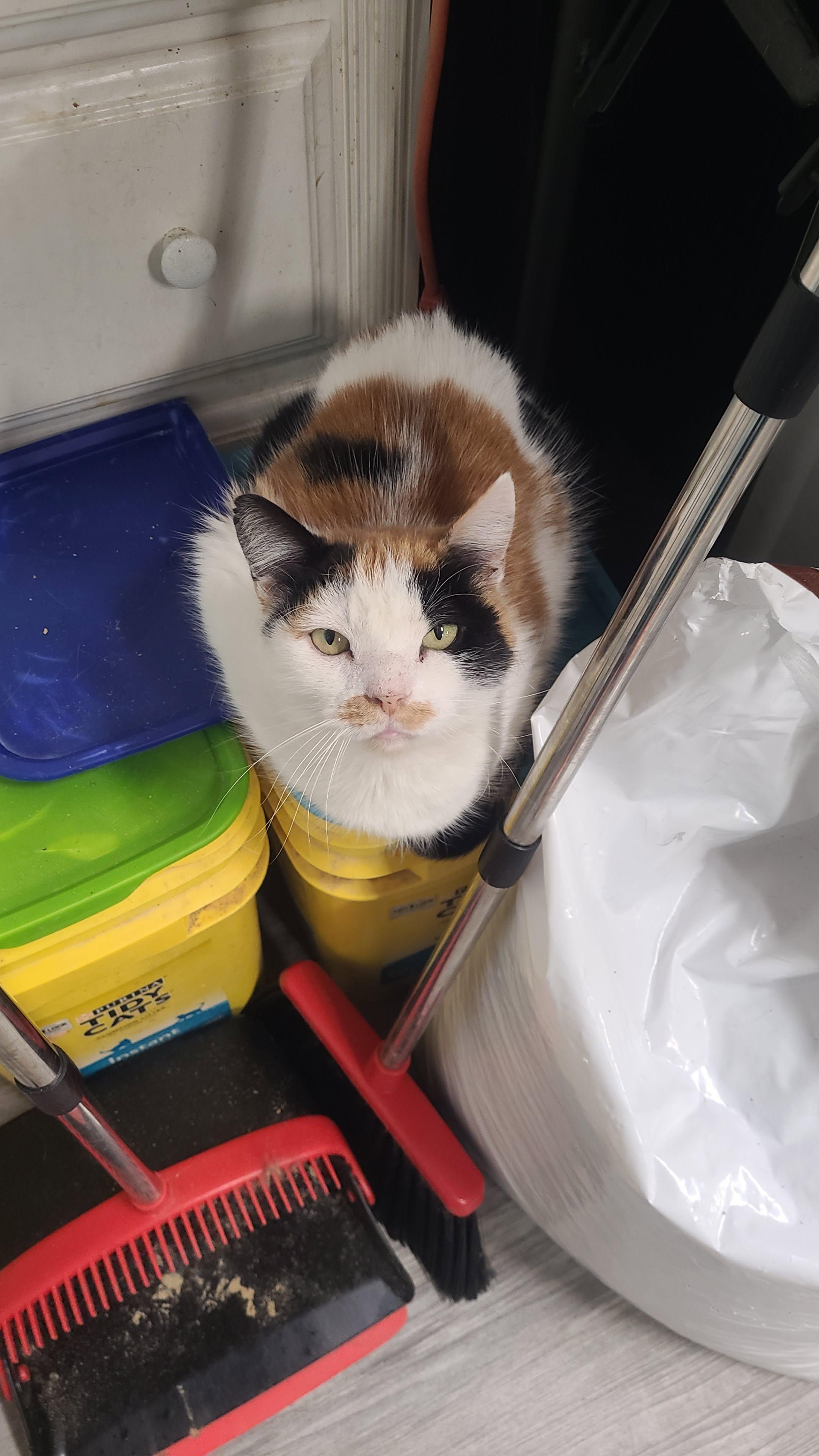 Enlarge Lorelai, a Adoptable Domestic Short Hair in Norfolk, VA image 3/6