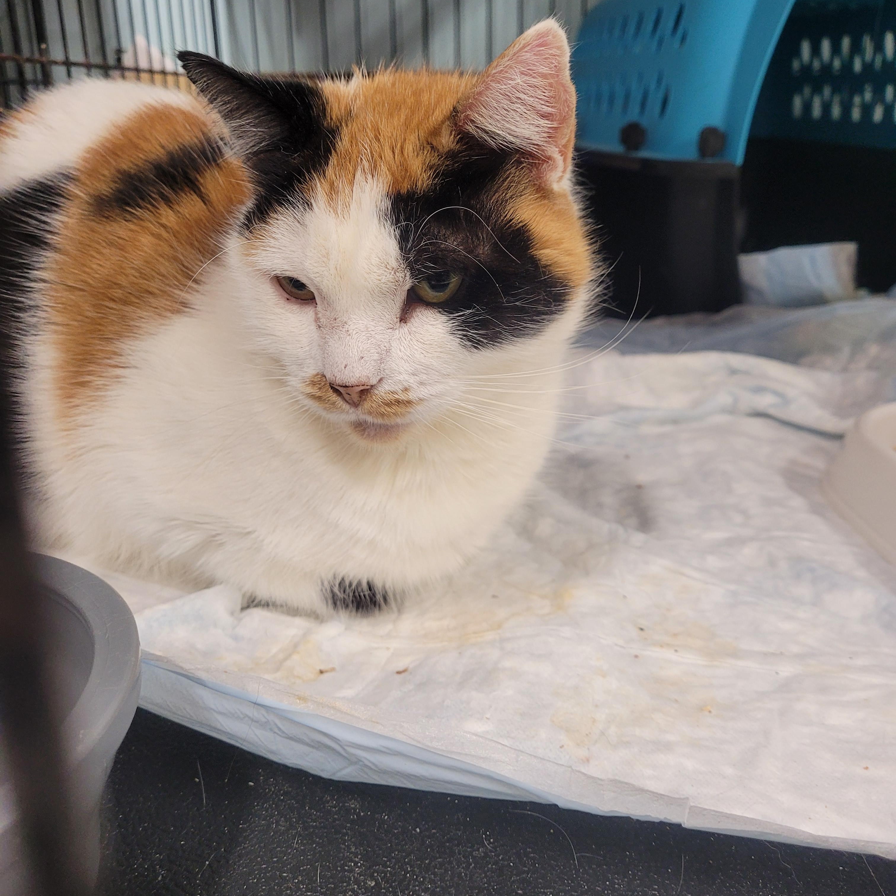 Enlarge Lorelai, a Adoptable Domestic Short Hair in Norfolk, VA image 6/6