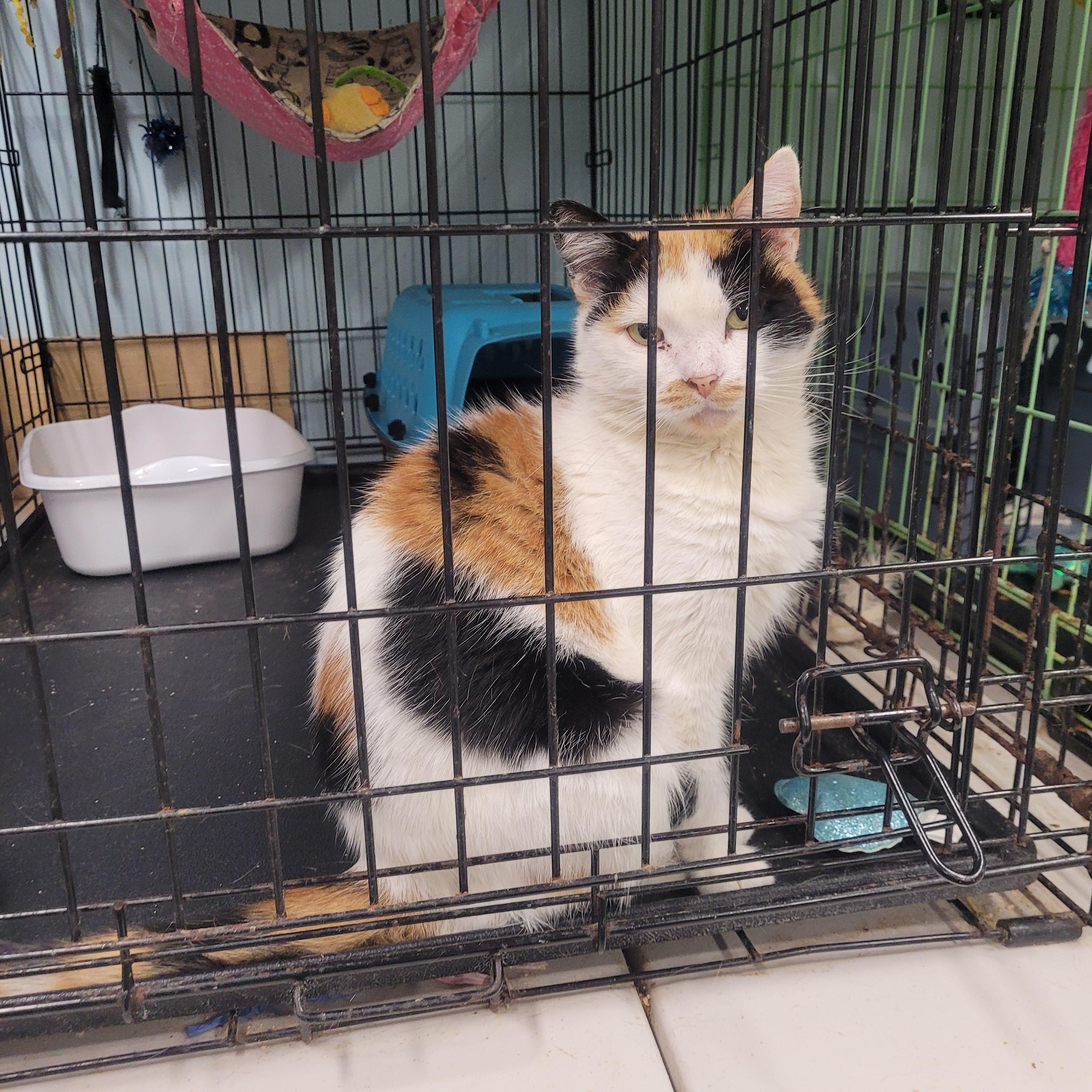 Enlarge Lorelai, a Adoptable Domestic Short Hair in Norfolk, VA image 2/6