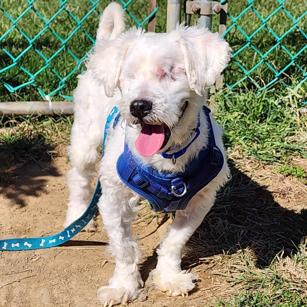 Enlarge Pip, a Adoptable mixed breed in Glenelg, MD image 1/6