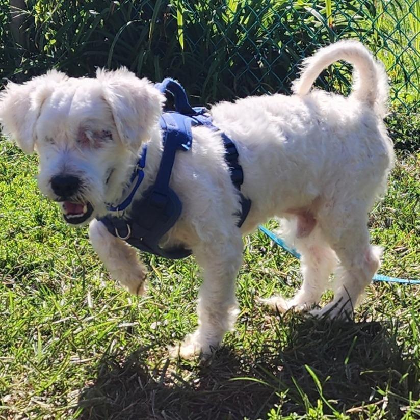 Enlarge Pip, a Adoptable mixed breed in Glenelg, MD image 2/6