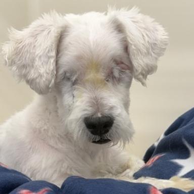 Enlarge Pip, a Adoptable mixed breed in Glenelg, MD image 3/6