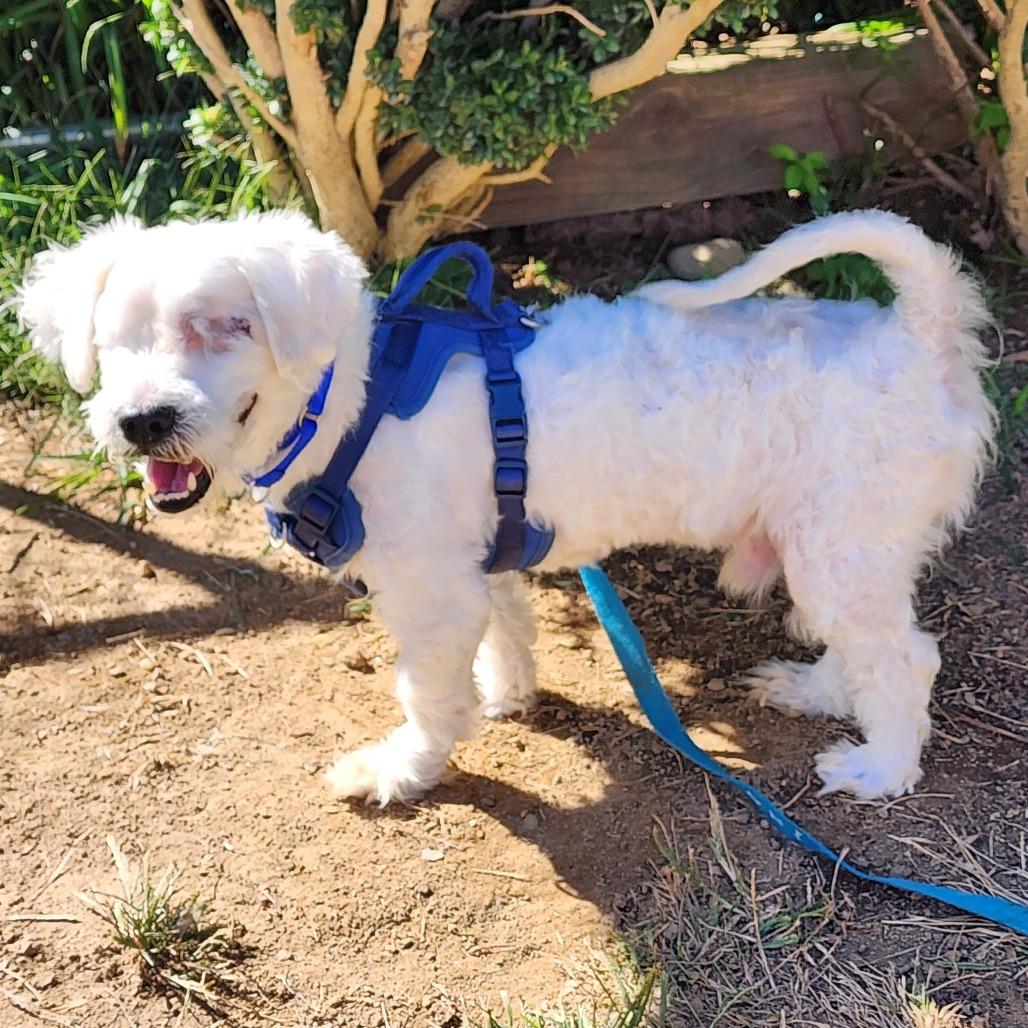 Enlarge Pip, a Adoptable mixed breed in Glenelg, MD image 5/6