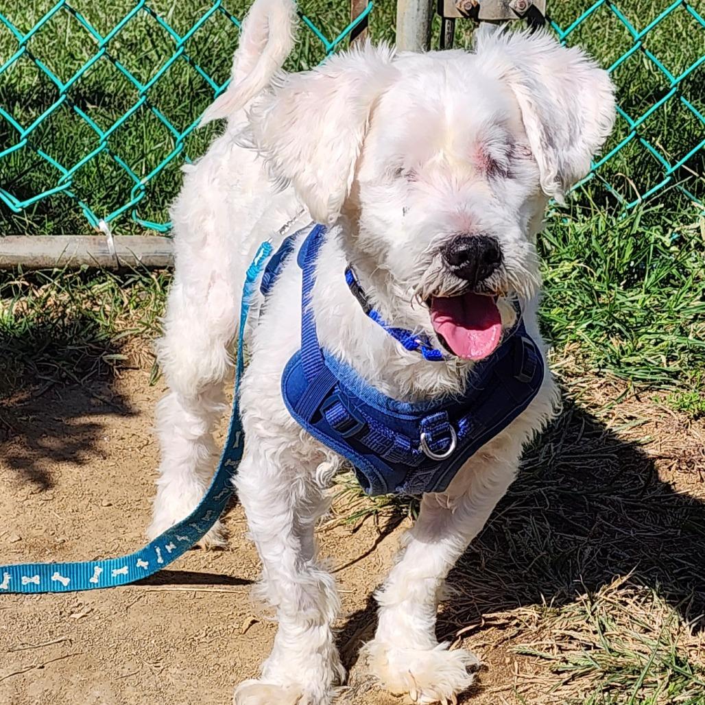 Enlarge Pip, a Adoptable mixed breed in Glenelg, MD image 6/6