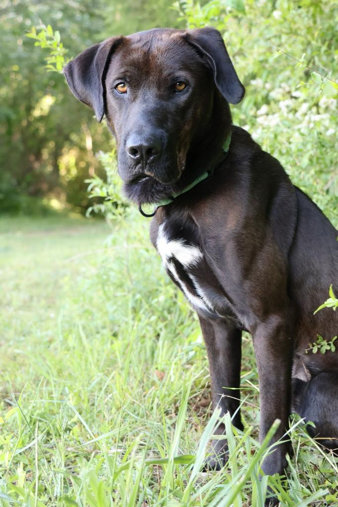 Oashie, Adoptable, Young Male Mixed Breed.