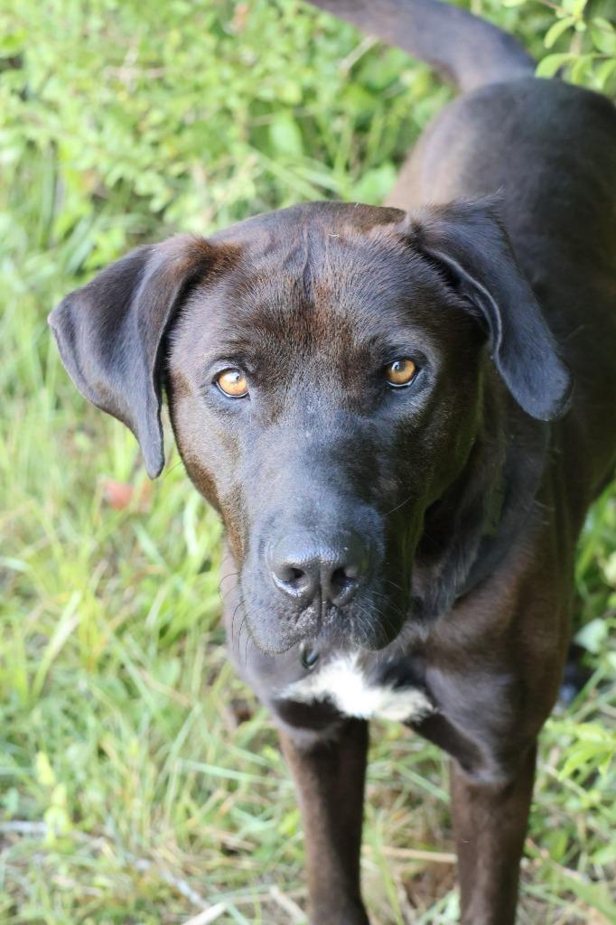 Enlarge Oashie, a Adoptable mixed breed in Columbia, TN image 2/5