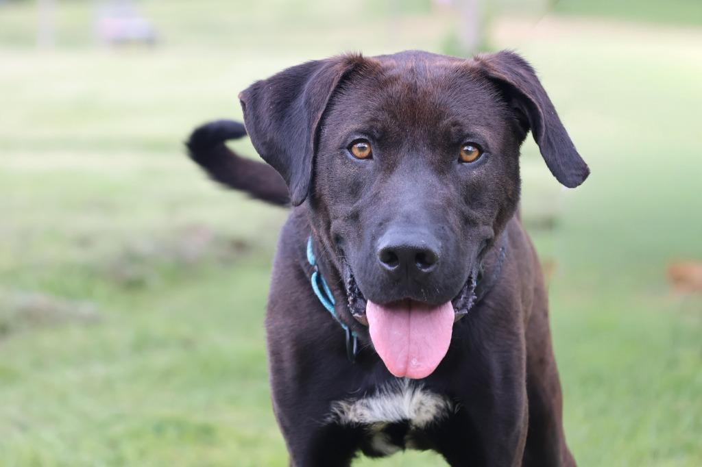 Enlarge Oashie, a Adoptable mixed breed in Columbia, TN image 3/5