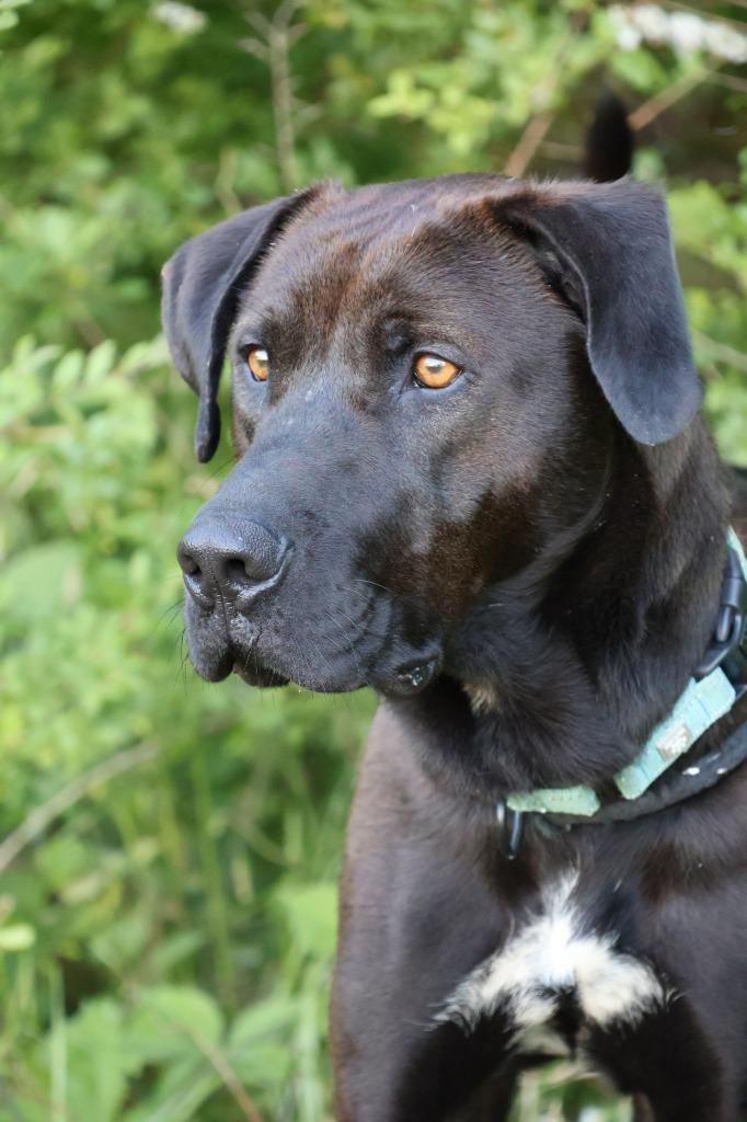 Enlarge Oashie, a Adoptable mixed breed in Columbia, TN image 4/5