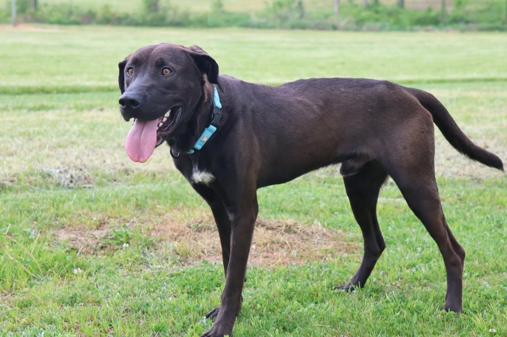 Enlarge Oashie, a Adoptable mixed breed in Columbia, TN image 5/5