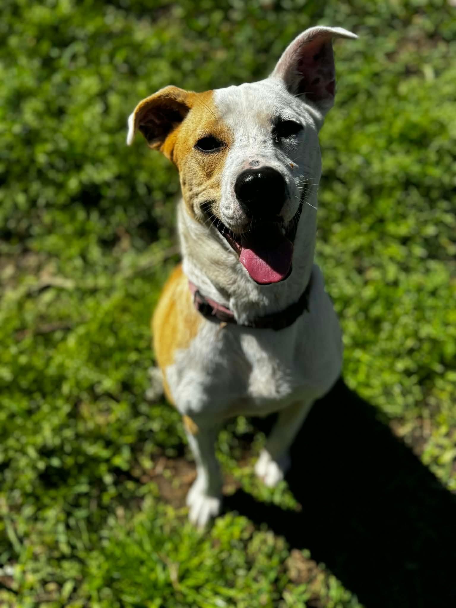 Enlarge Cassie, a ADOPTABLE mixed breed in Unionville, CT image 3/4