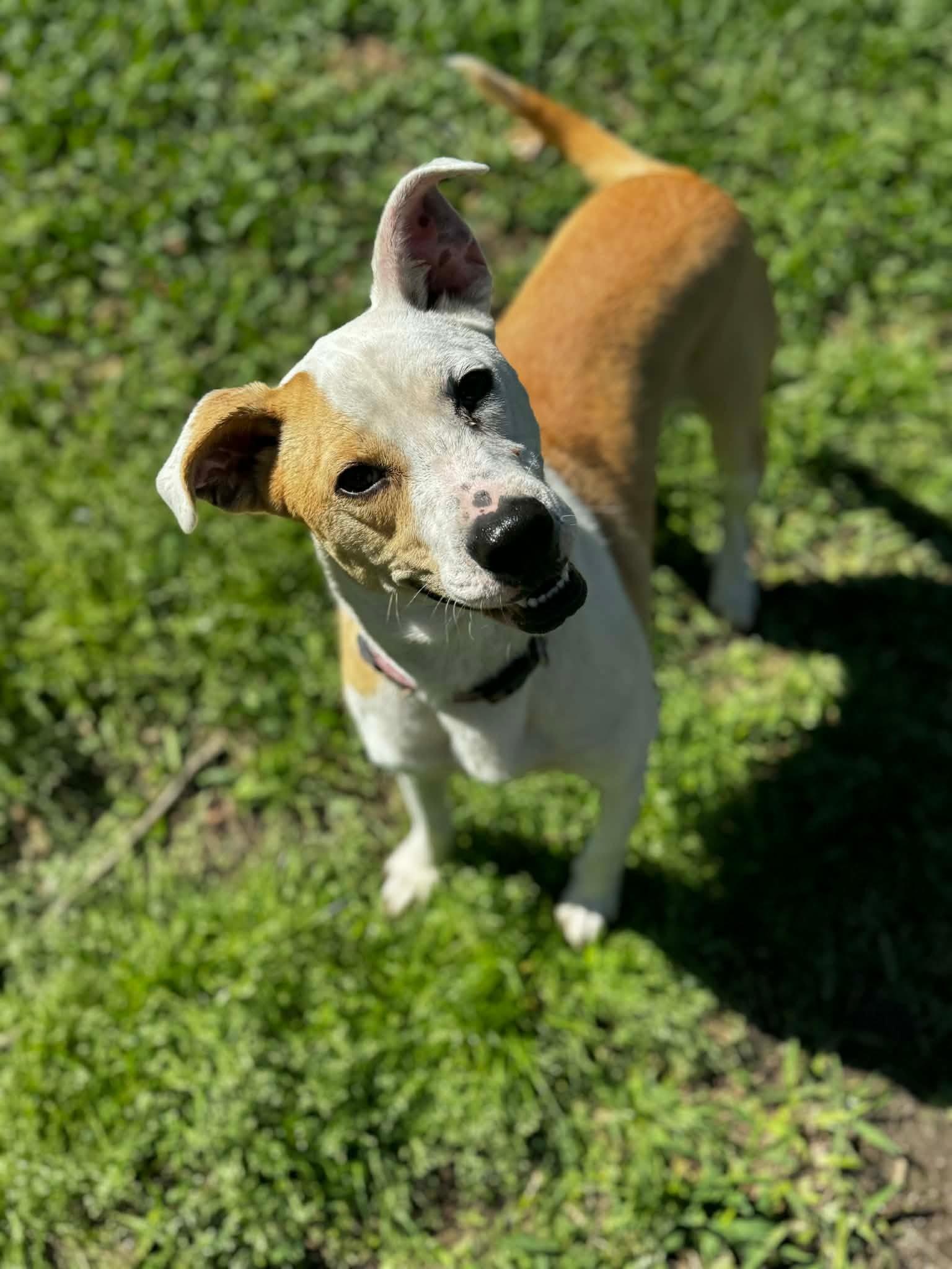 Cassie, ADOPTABLE, Young Female Labrador Retriever & Whippet.