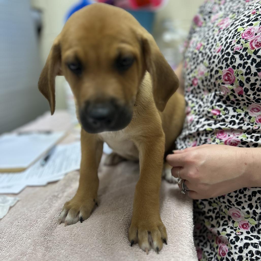 Enlarge Mack, a Adoptable mixed breed in Potomac, MD image 1/6