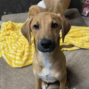Mack, Adoptable, Young Male Shepherd & Labrador Retriever.