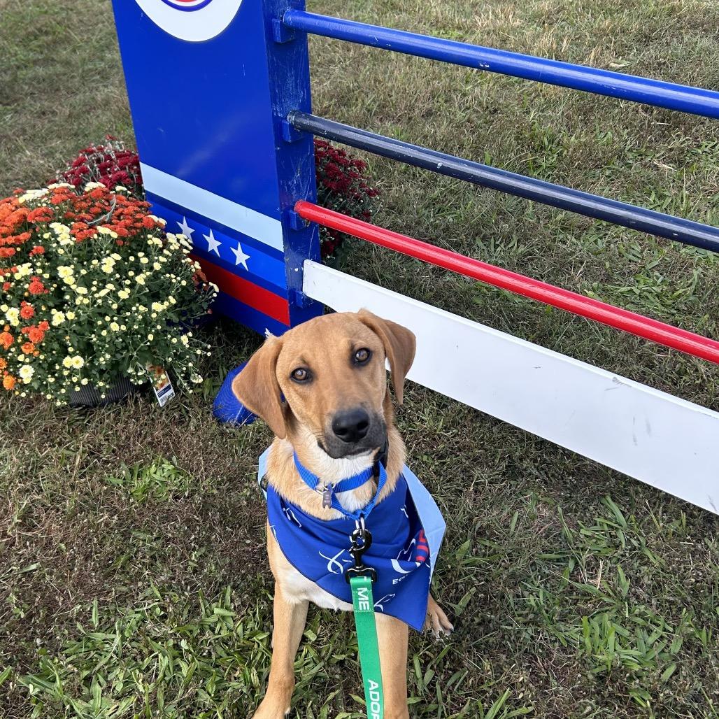 Mack, Adoptable, Young Male Shepherd & Labrador Retriever.