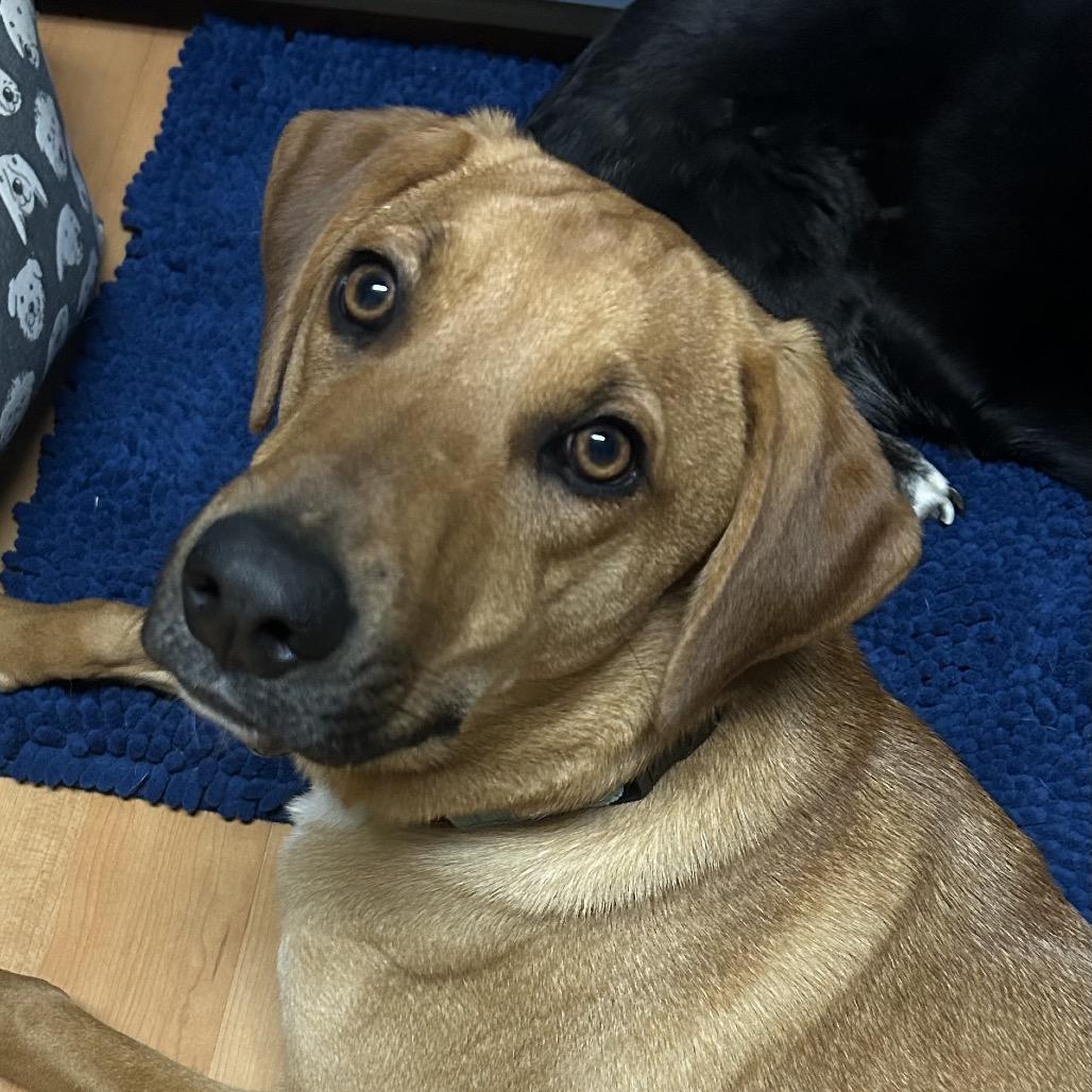 Enlarge Mack, a Adoptable mixed breed in Potomac, MD image 3/6