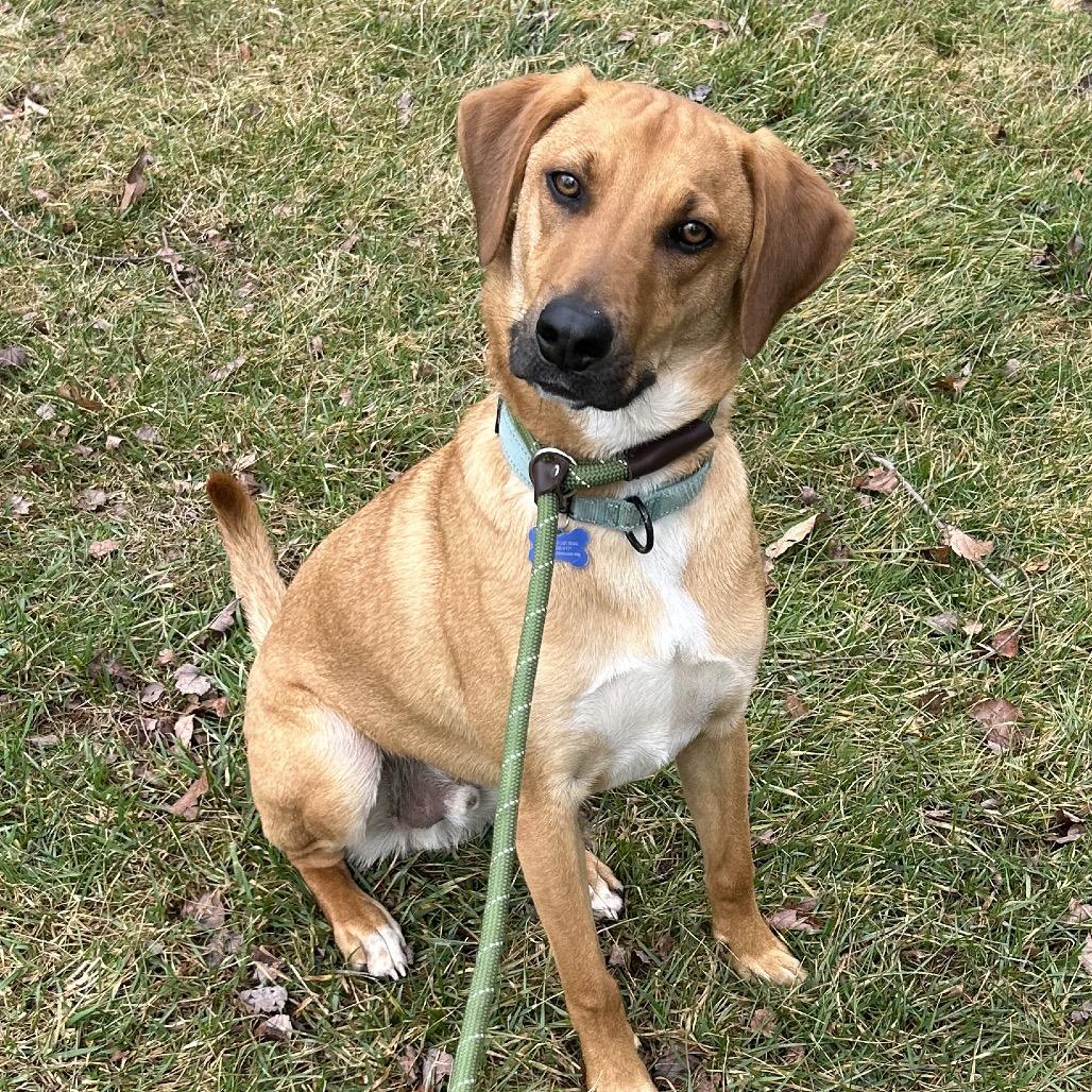 Mack, a Adoptable mixed breed in Potomac, MD image 3/6