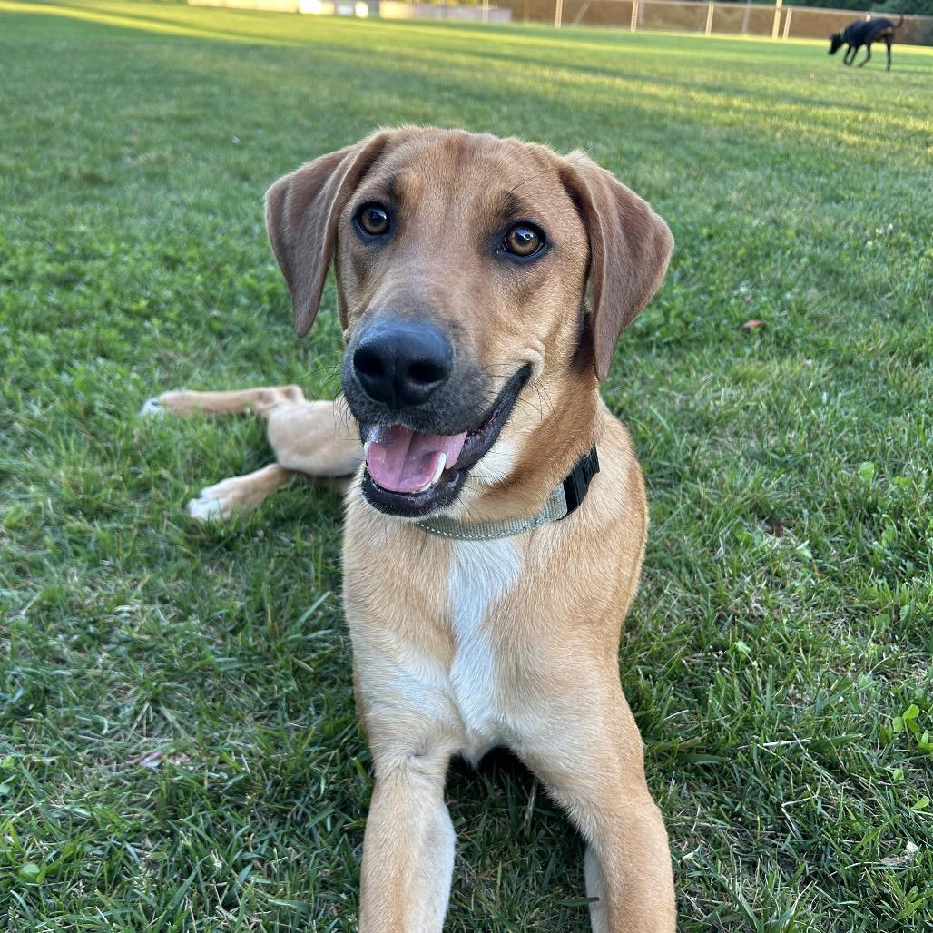 Enlarge Mack, a Adoptable mixed breed in Potomac, MD image 3/6