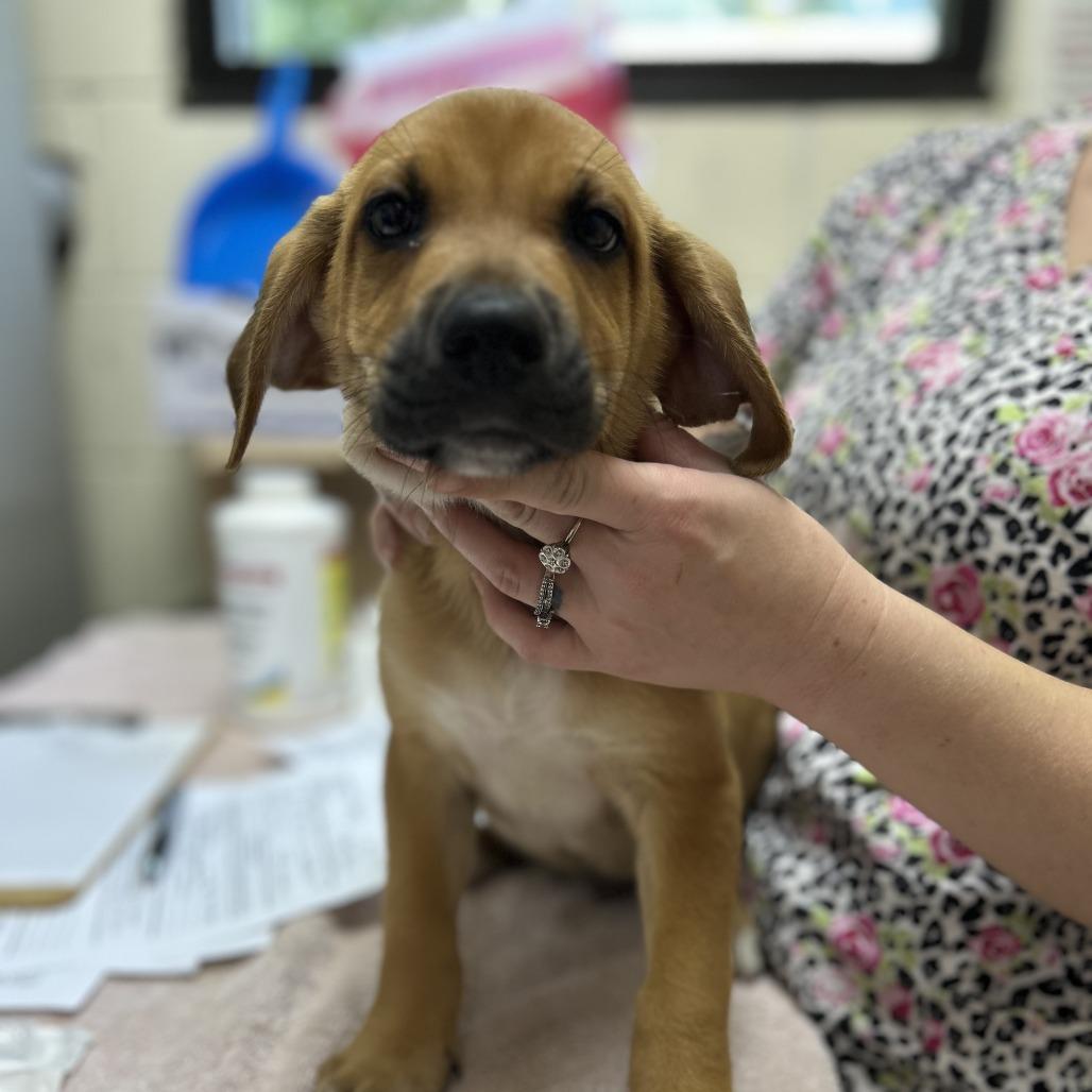 Enlarge Mack, a Adoptable mixed breed in Potomac, MD image 4/6