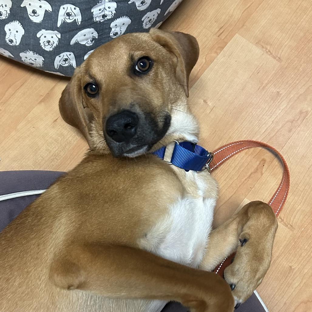Enlarge Mack, a Adoptable mixed breed in Potomac, MD image 5/6
