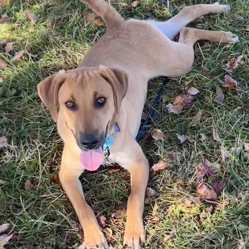 Enlarge Mack, a Adoptable mixed breed in Potomac, MD image 5/6