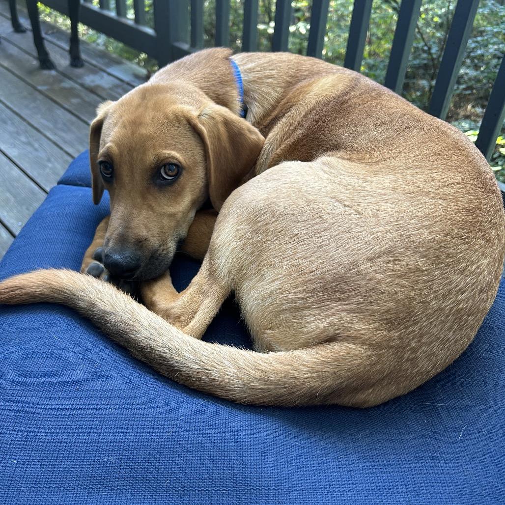 Mack, a Adoptable mixed breed in Potomac, MD image 4/6