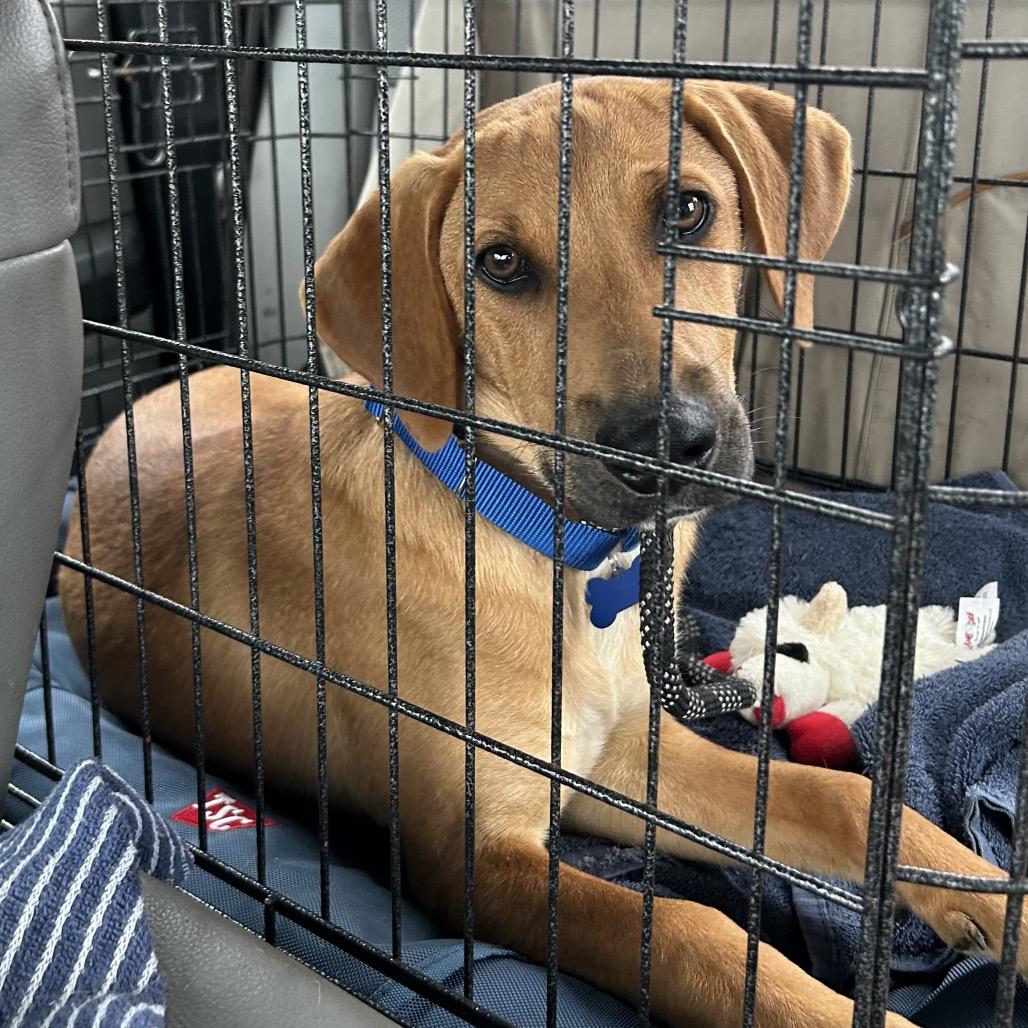 Enlarge Mack, a Adoptable mixed breed in Potomac, MD image 6/6