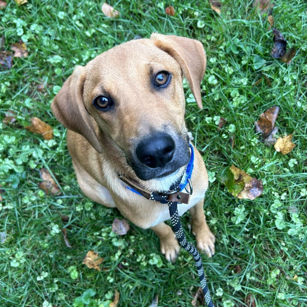 Mack, a Adoptable mixed breed in Potomac, MD image 5/6