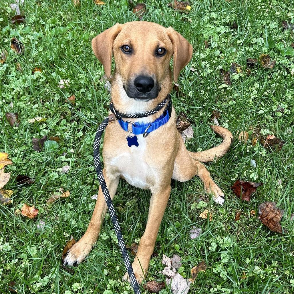 Mack, a Adoptable mixed breed in Potomac, MD image 6/6