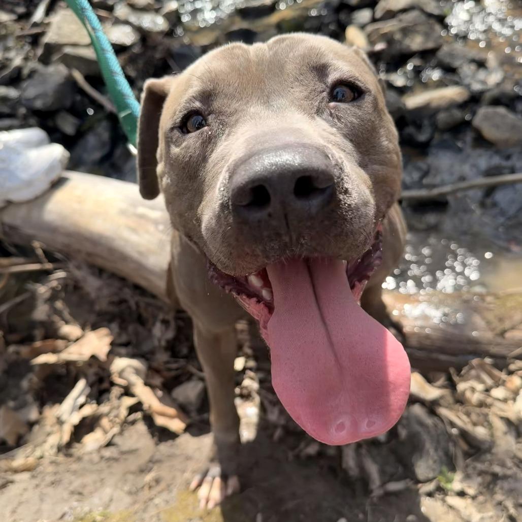 Cash, Adoptable, Adult Male Mixed Breed.