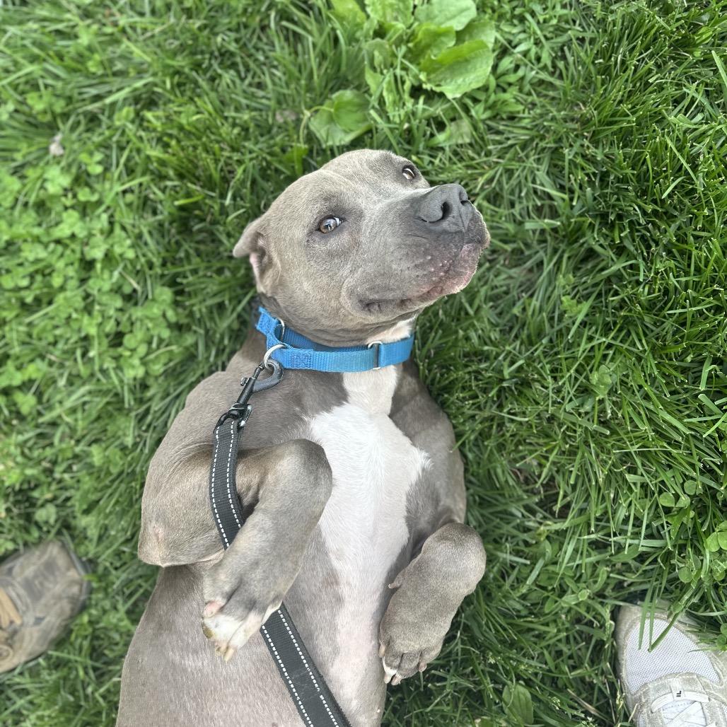 Enlarge Cash, a Adoptable Mixed Breed in Edwardsville, IL image 2/6