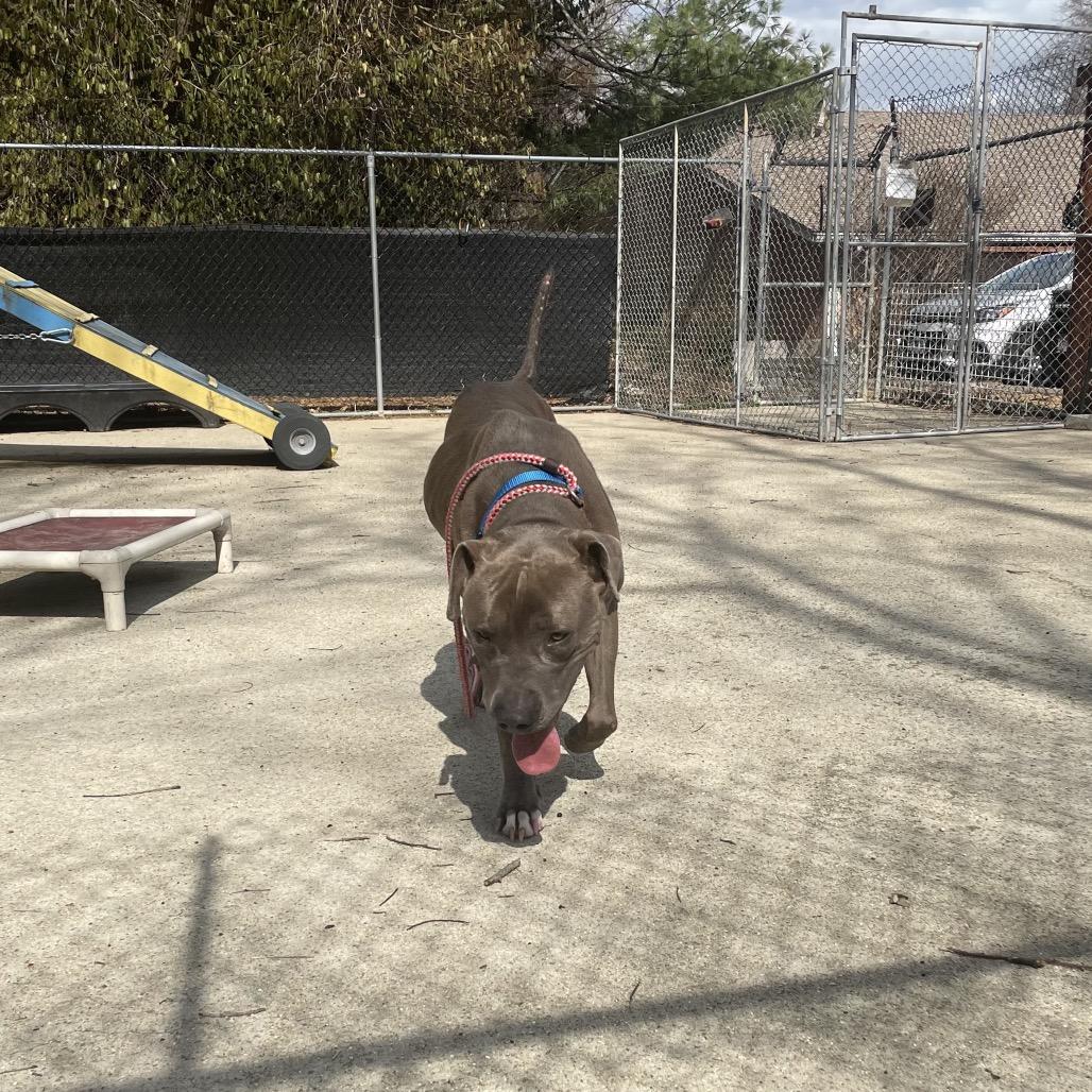 Enlarge Cash, a Adoptable Mixed Breed in Edwardsville, IL image 3/6