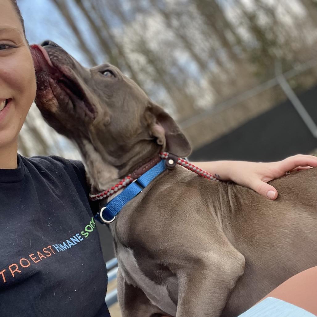 Enlarge Cash, a Adoptable Mixed Breed in Edwardsville, IL image 4/6