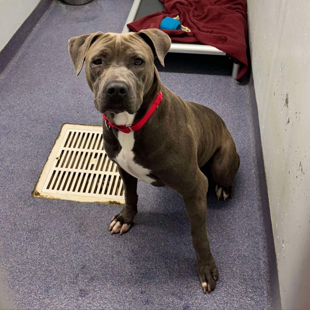 Enlarge Cash, a Adoptable Mixed Breed in Edwardsville, IL image 5/6